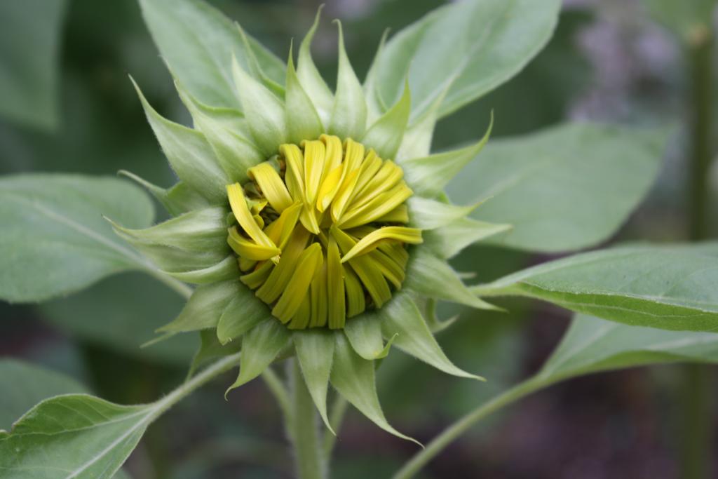 Photo by Lara Olivieri, Three Harbors Garden Club