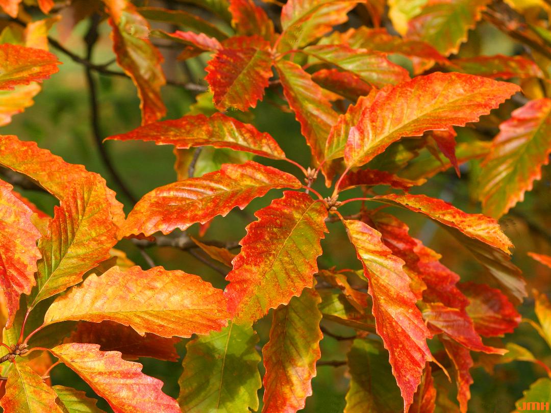 2025 Plant of the Year Quercus Montana by J. M. Hagstrom
